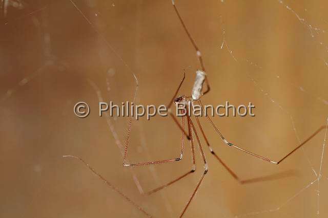 Pholcidae_1136.JPG - France, Araneae, Pholcidae, Pholque phalangide (Pholcus phalangioides) sur sa toile, Daddy longlegs
